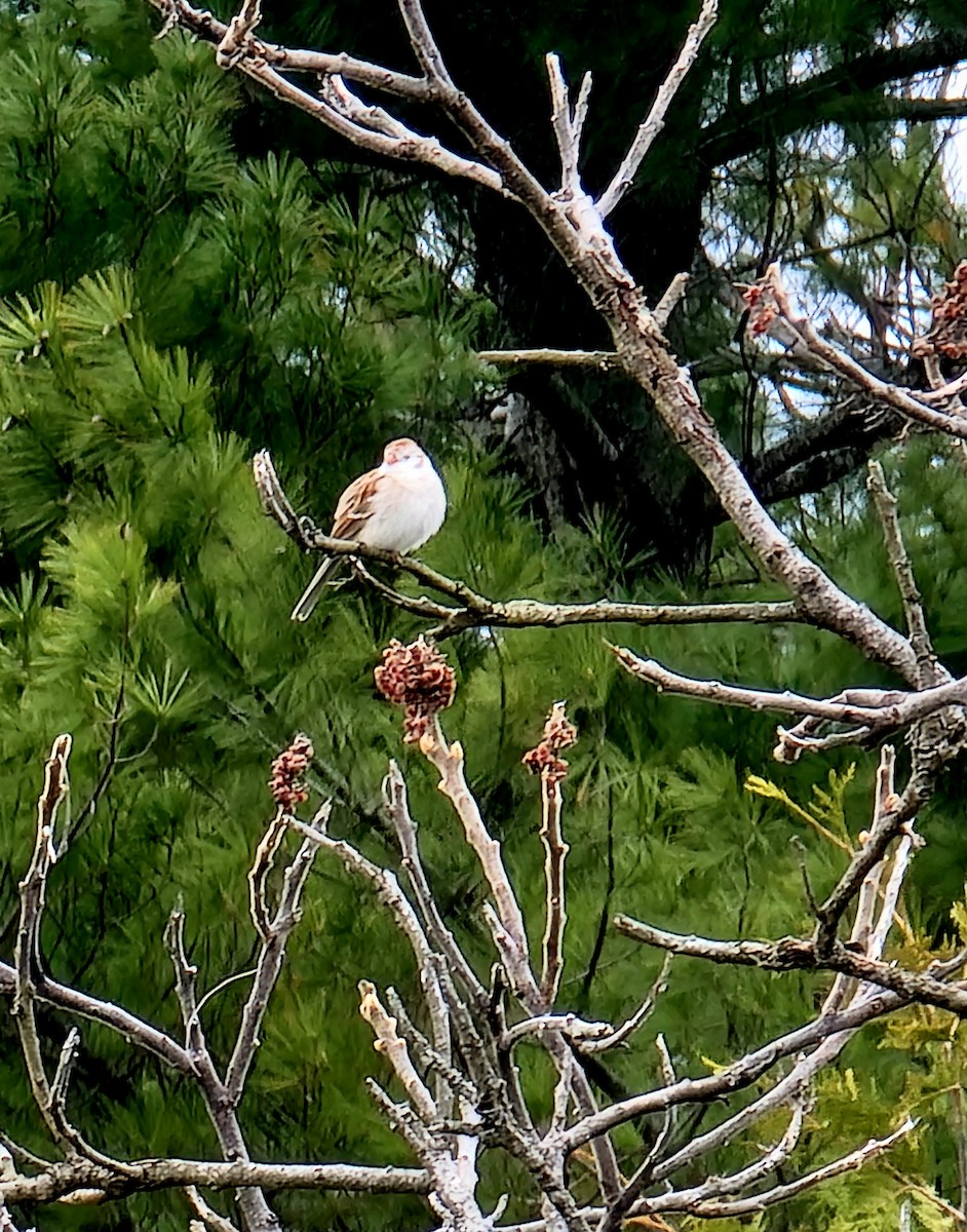 Field Sparrow - Kathie Brown