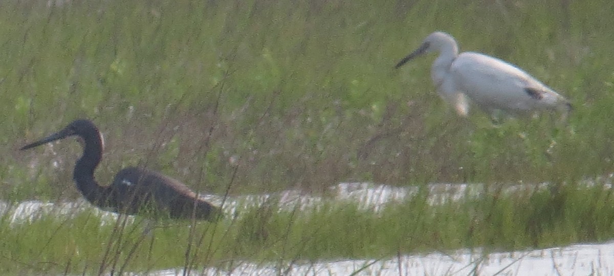 Reddish Egret - ML56606451