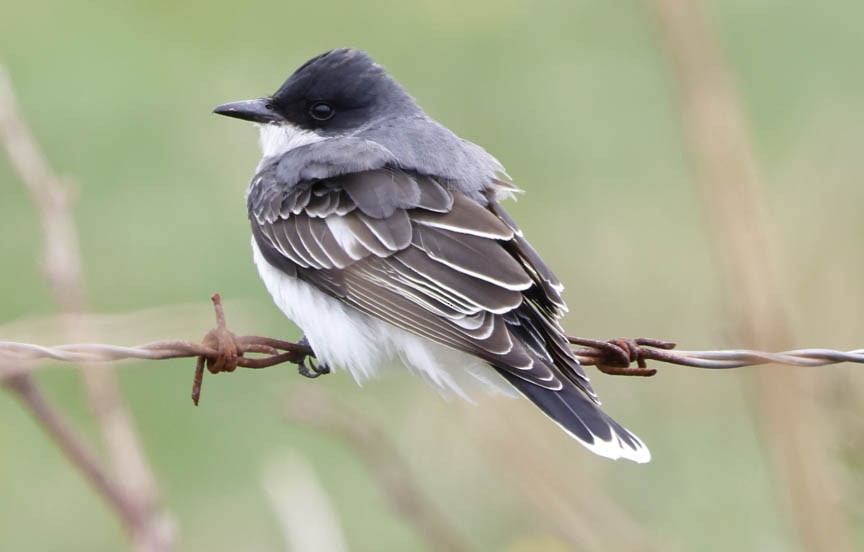 Eastern Kingbird - ML566064941