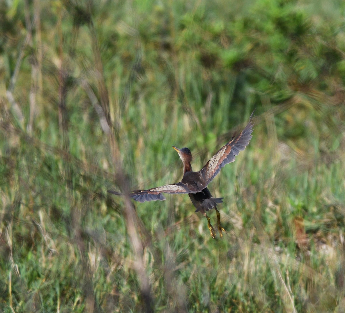 Least Bittern - ML566065121