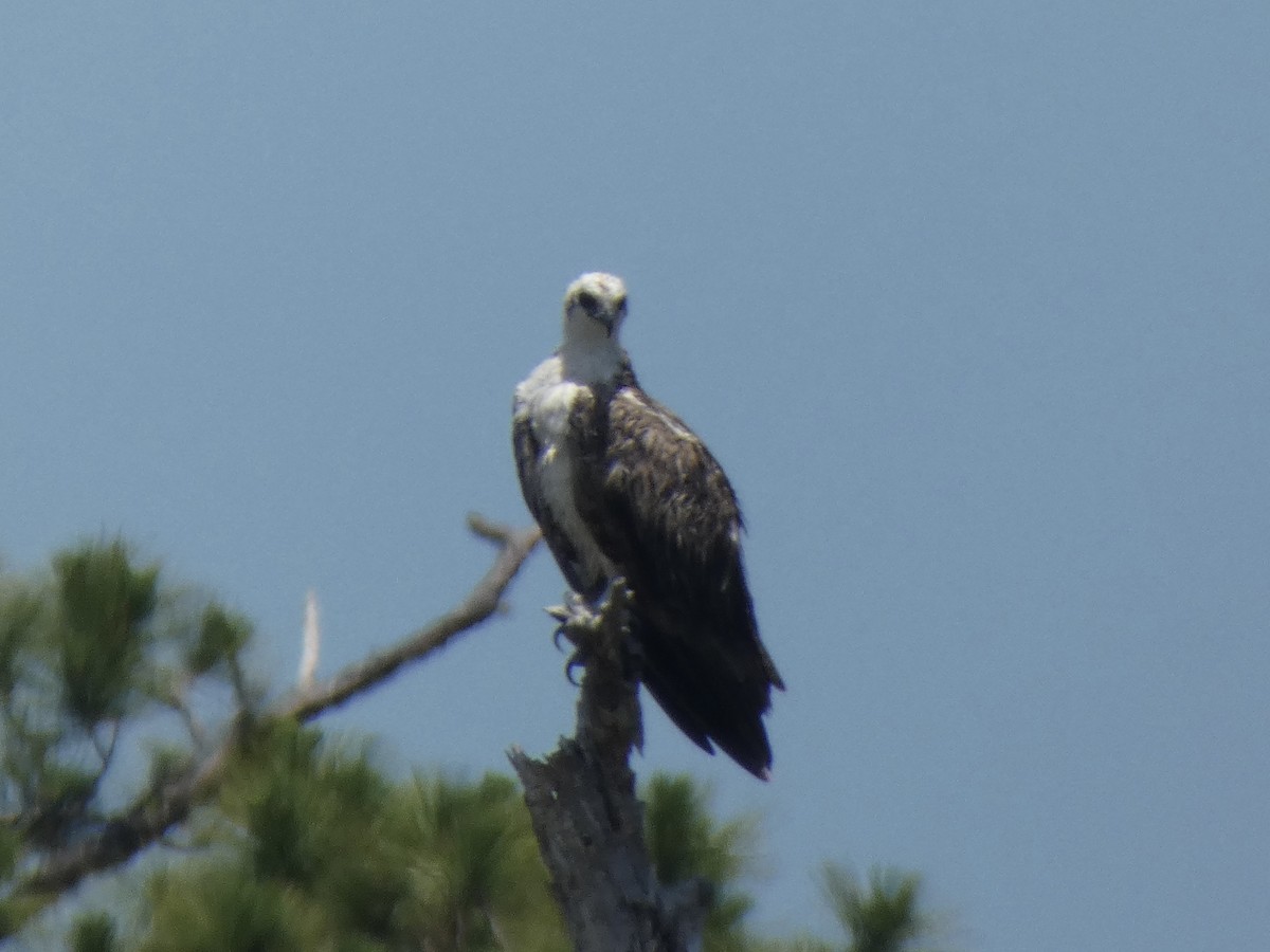 Osprey (ridgwayi) - ML566066091