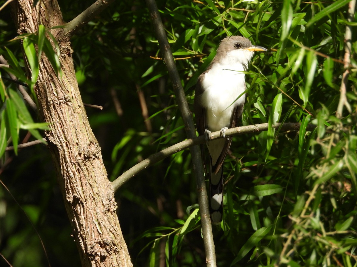 Yellow-billed Cuckoo - ML566066611