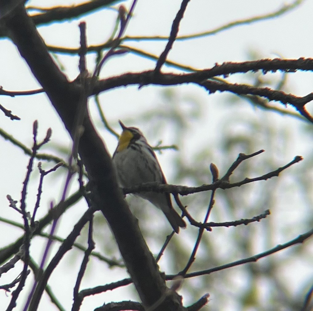 Yellow-throated Warbler - ML566067551