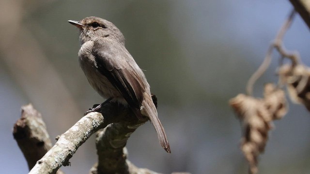 African Dusky Flycatcher - ML566067761