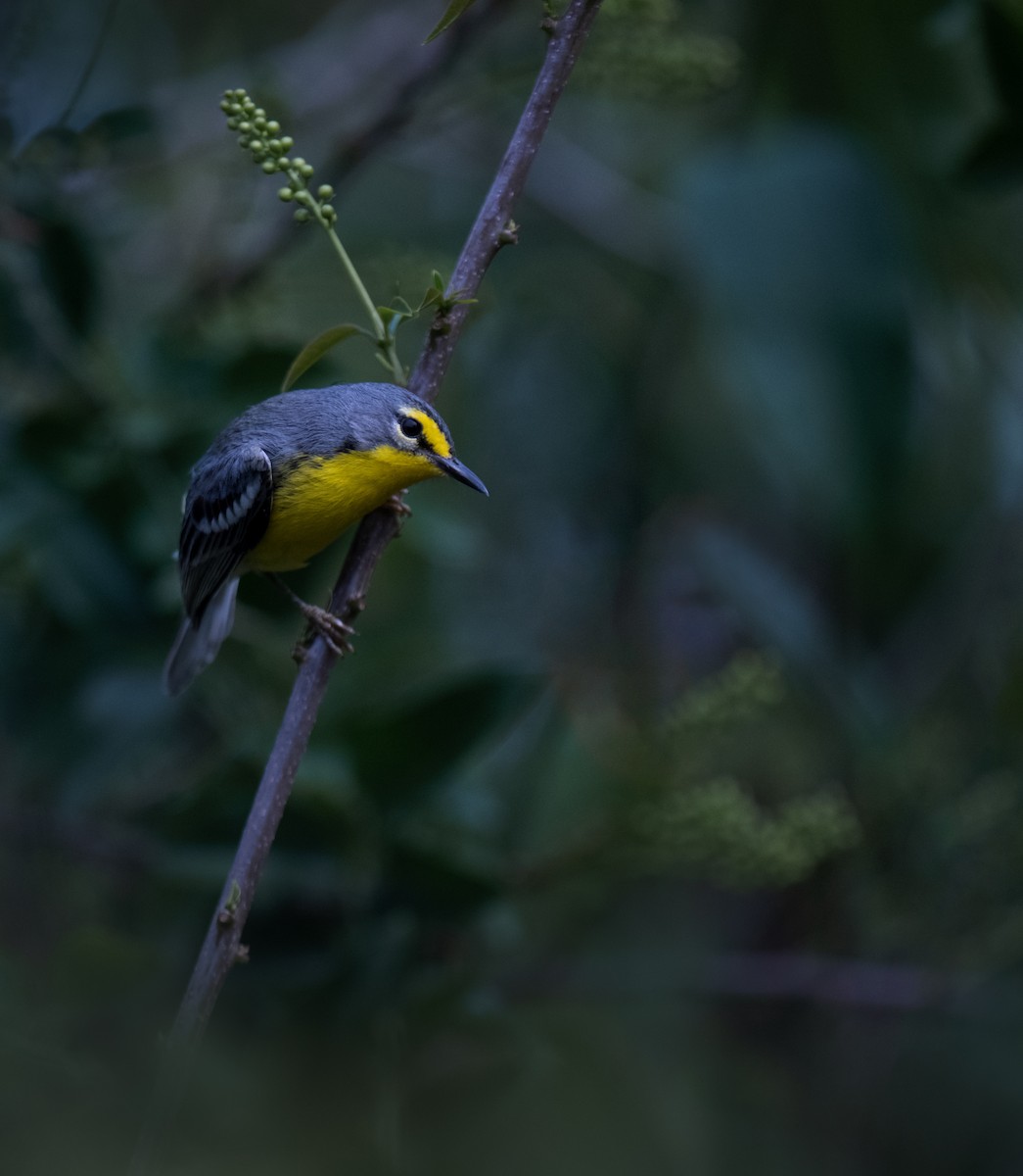 Adelaide's Warbler - ML566068151