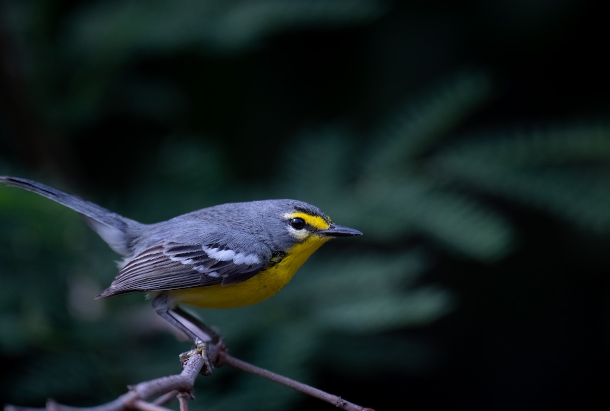 Adelaide's Warbler - ML566068201