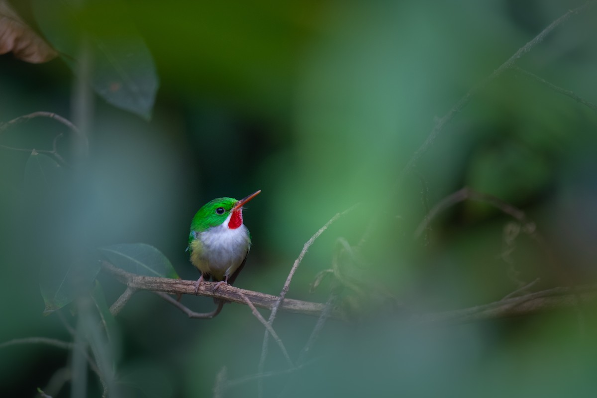 Puerto Rican Tody - ML566068291