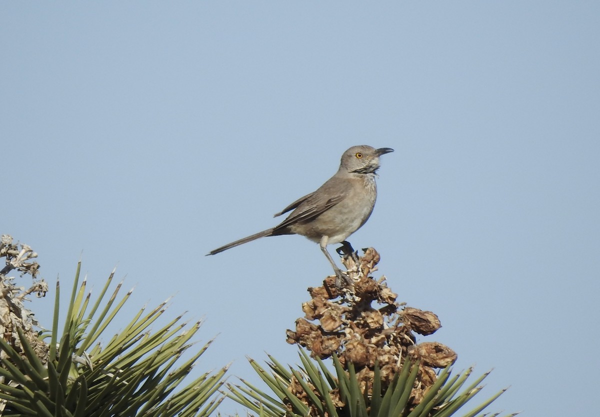 Bendire's Thrasher - ML566068681