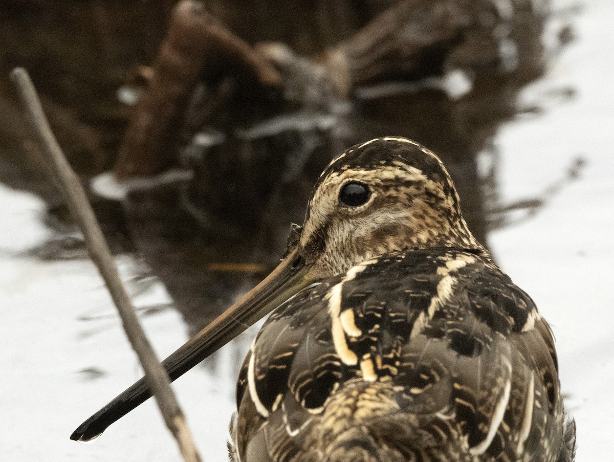 Wilson's Snipe - kyle chelius