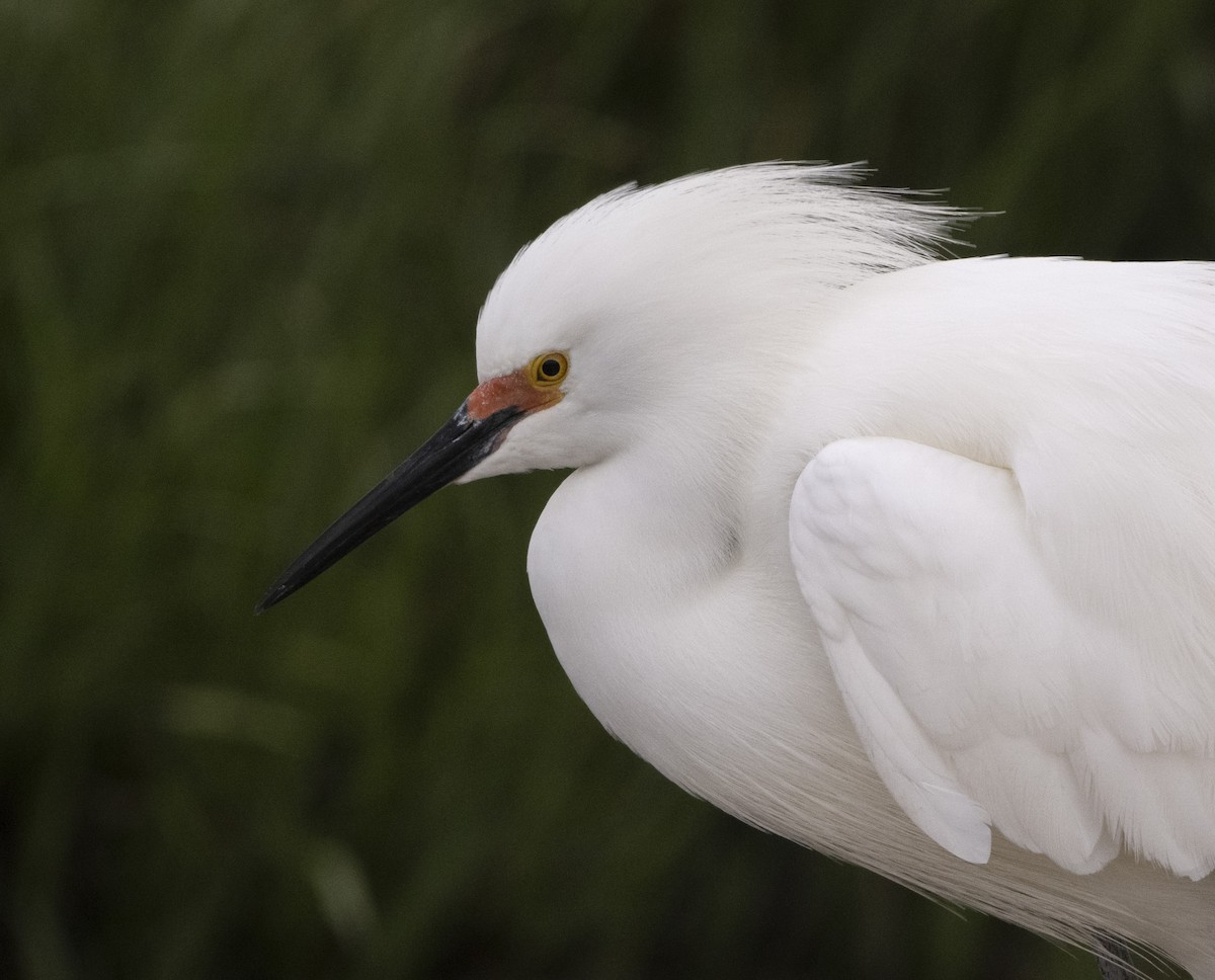 Snowy Egret - ML566068811