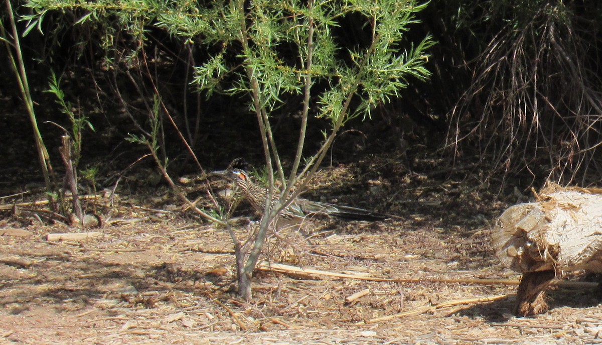 Greater Roadrunner - ML566069951