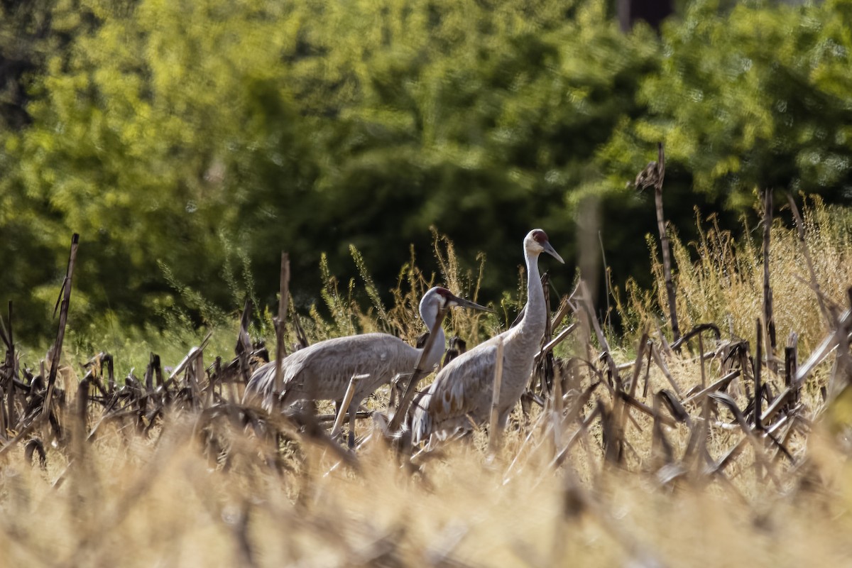 Sandhill Crane - ML566070091