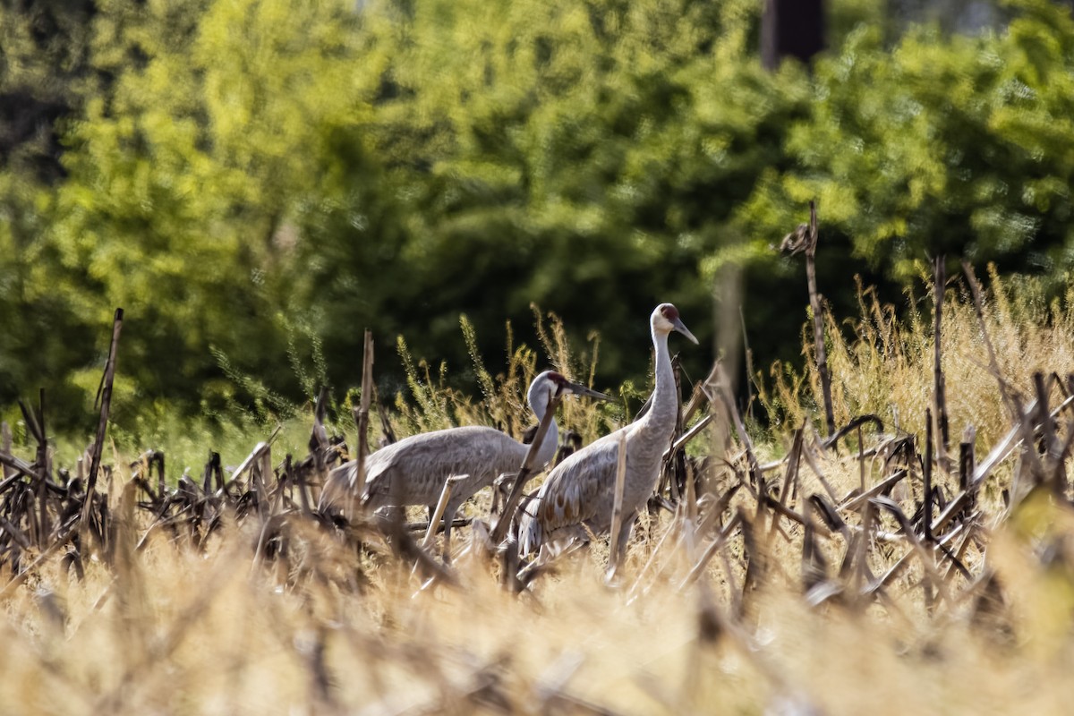 Sandhill Crane - ML566070111