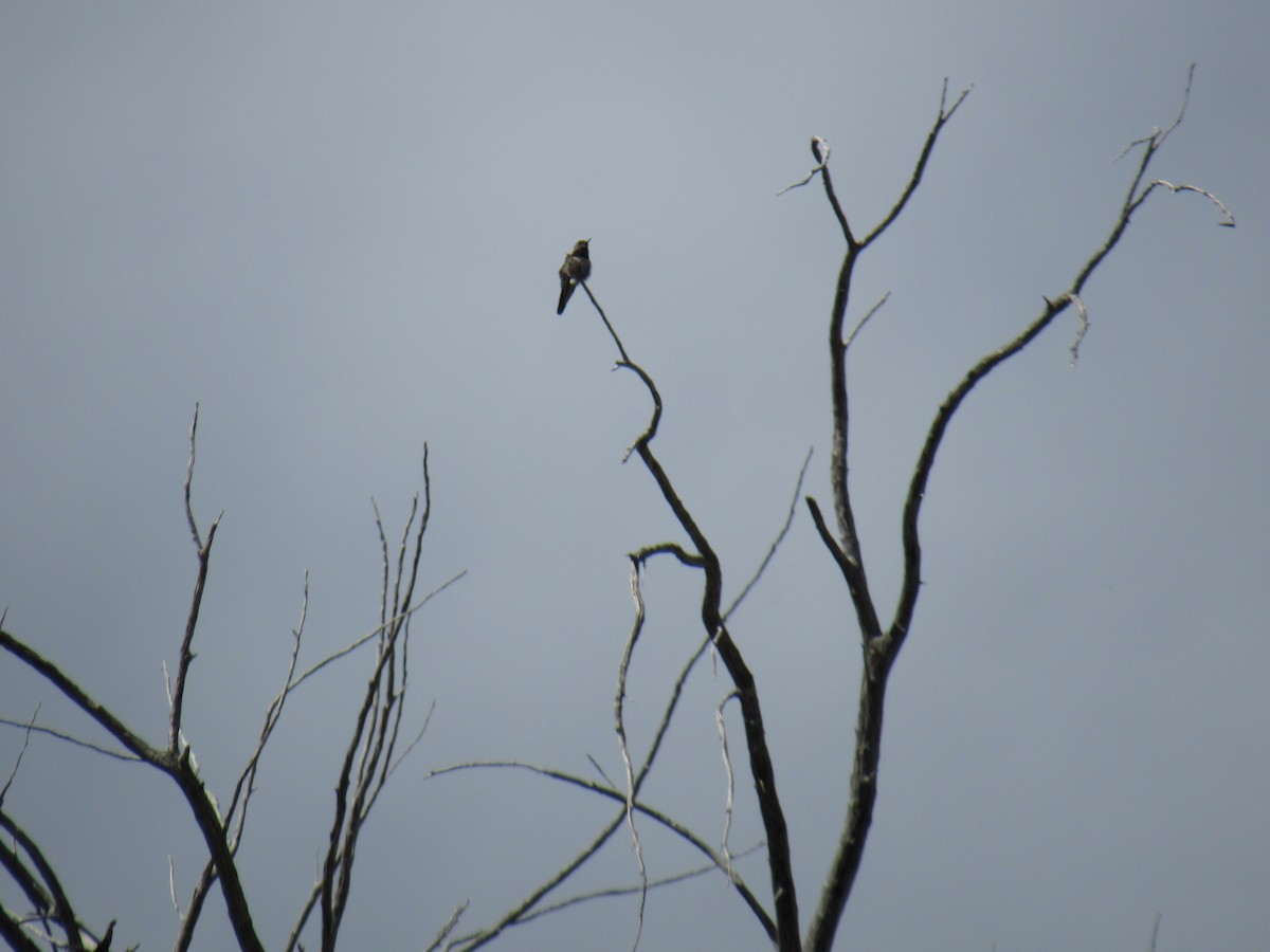 Colibrí Gorjinegro - ML566070661