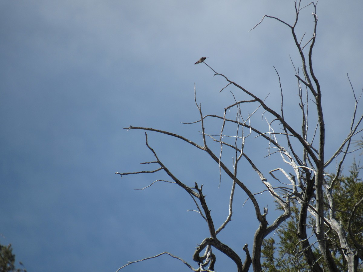 Black-chinned Hummingbird - ML566070671