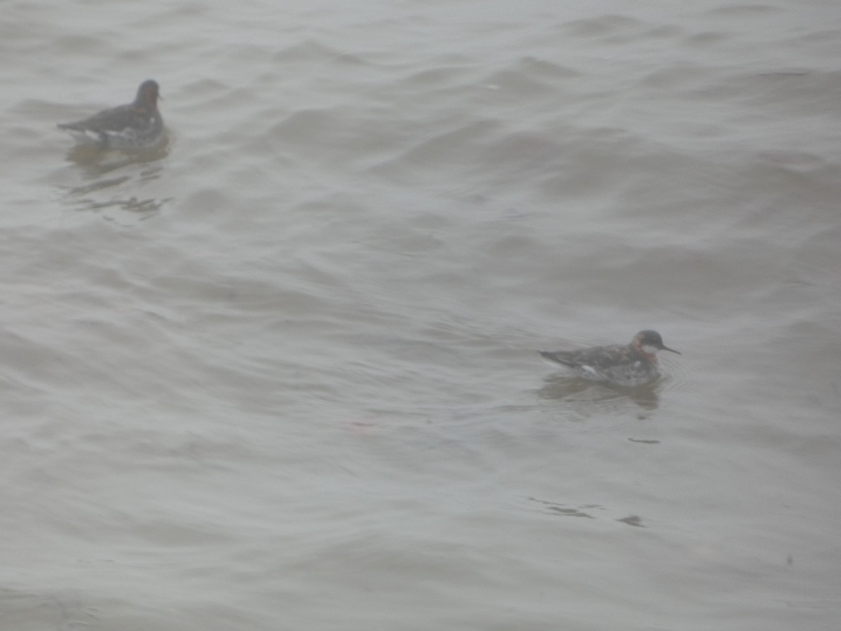 Red-necked Phalarope - Will Kostick