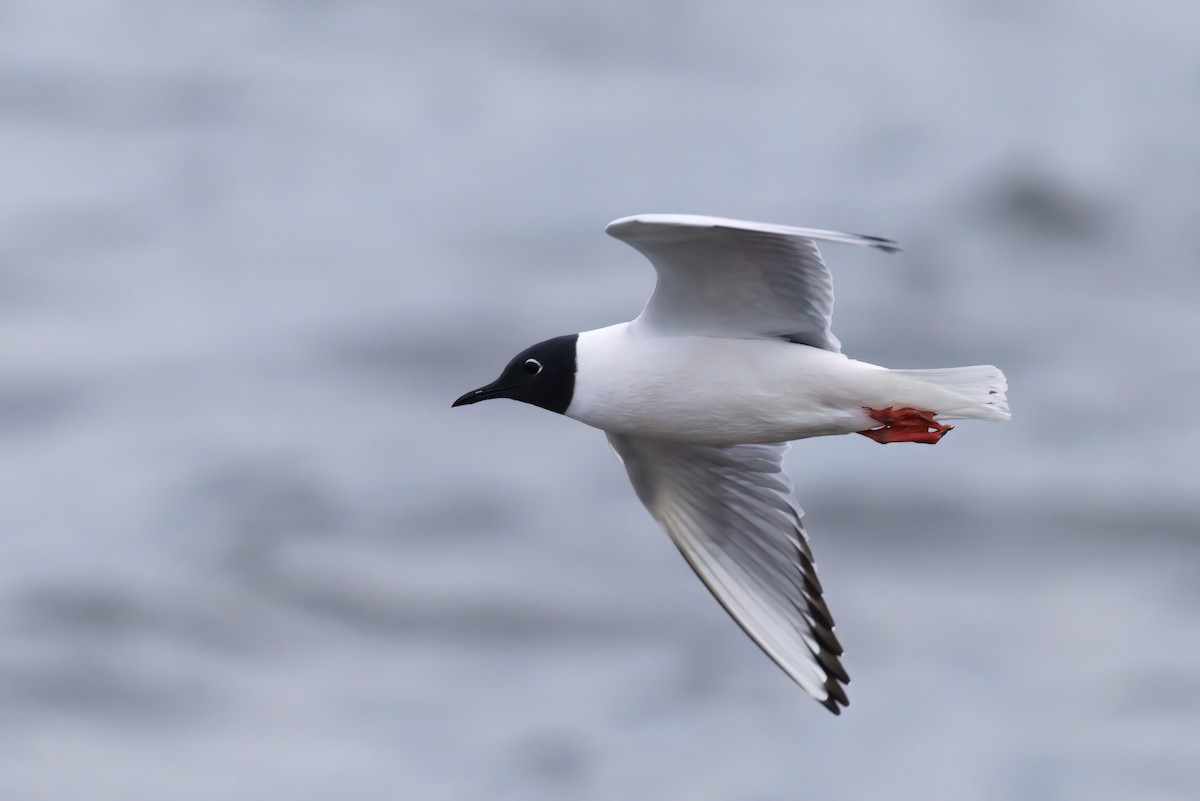 Bonaparte's Gull - Kha Nguyen