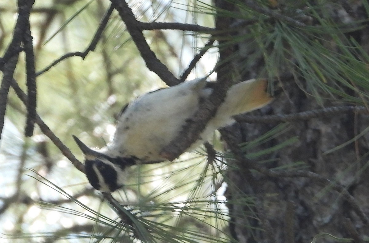 Hairy Woodpecker - ML566073581