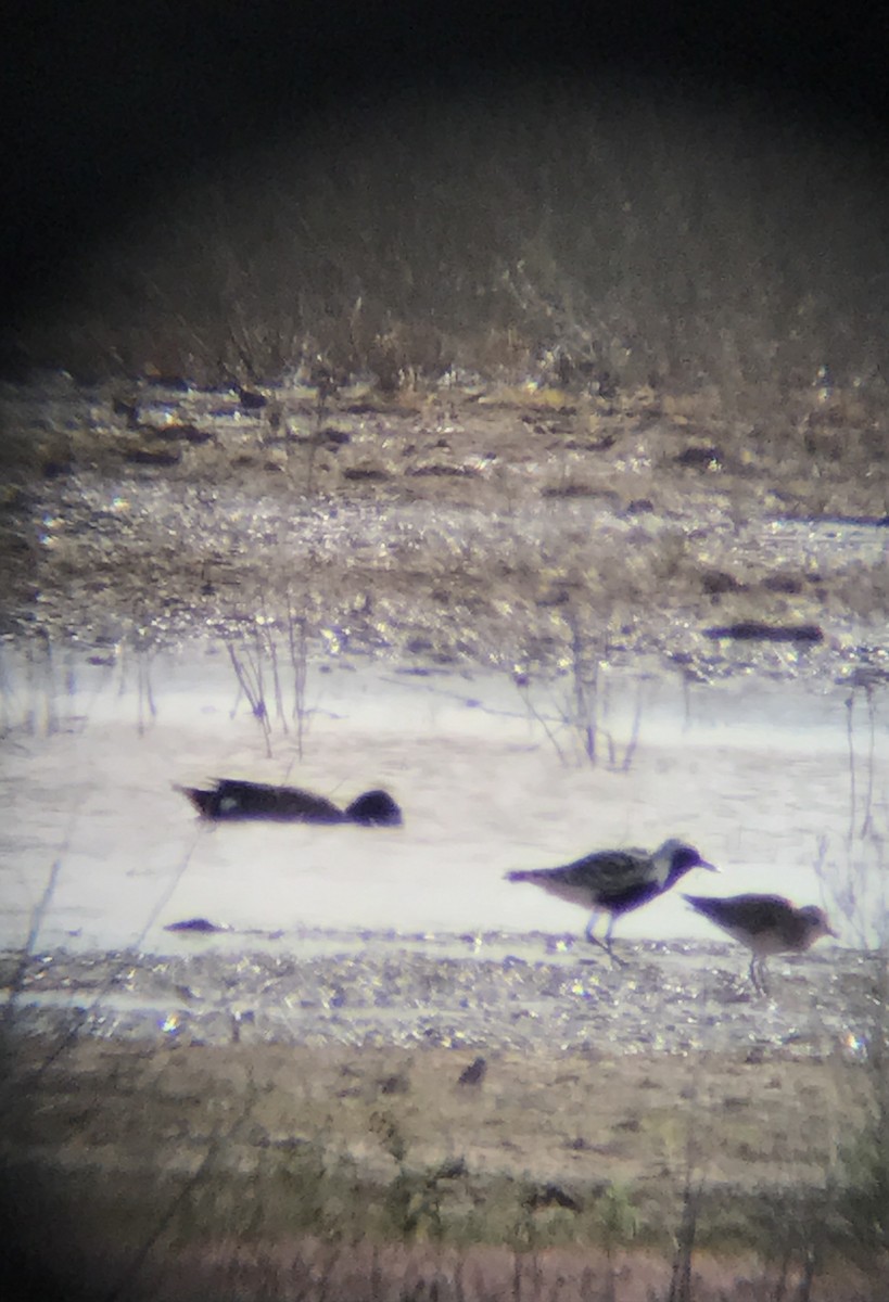 American Golden-Plover - ML56607471