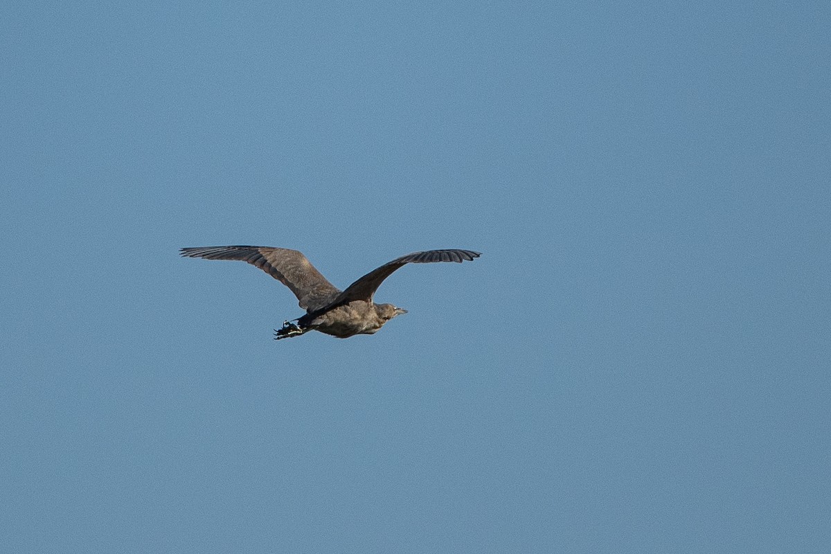 American Bittern - ML566075121