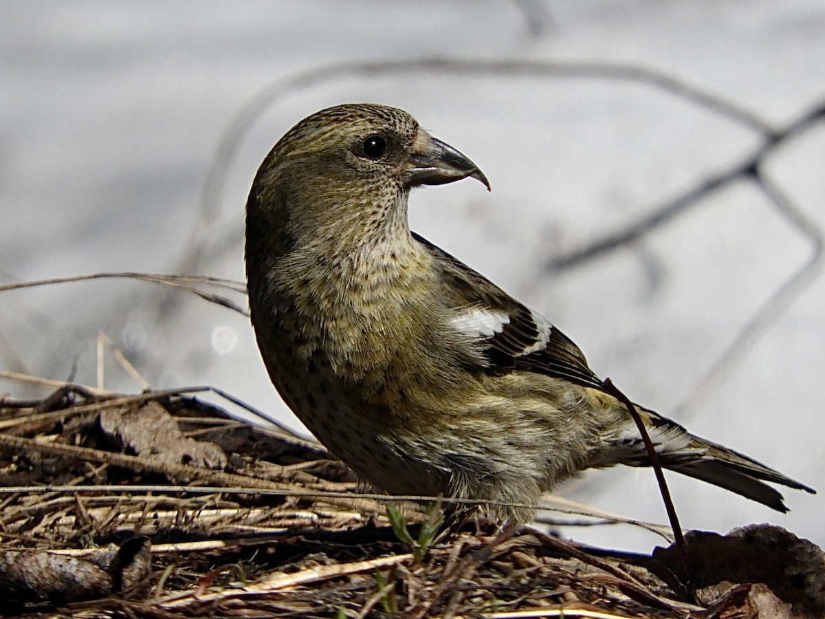 White-winged Crossbill - ML566076041