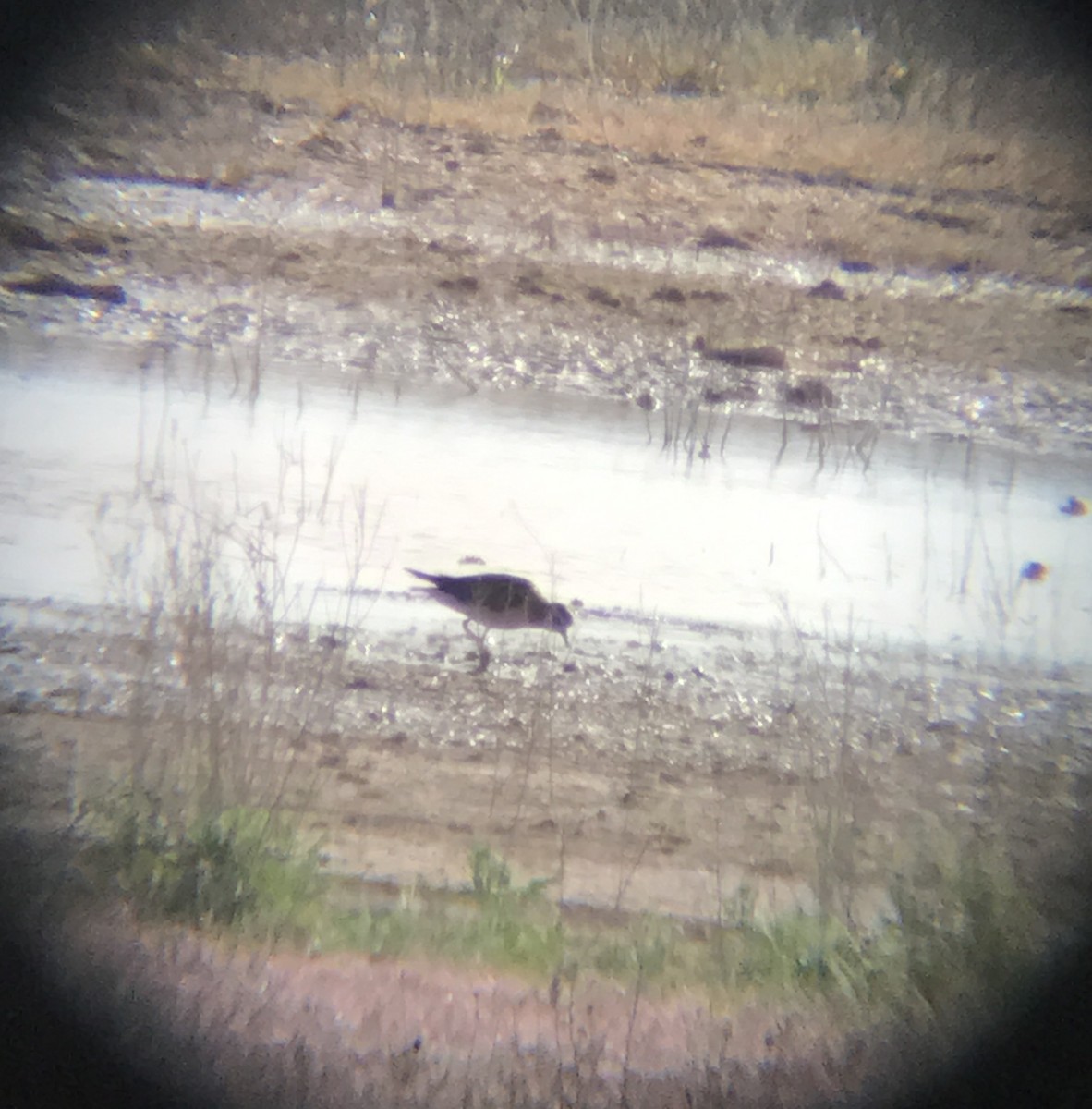 American Golden-Plover - ML56607631