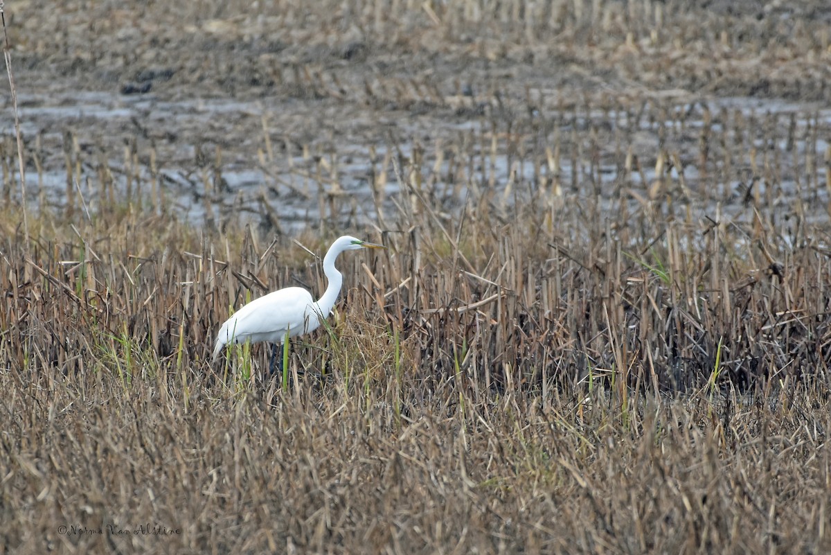 大白鷺 - ML566076361