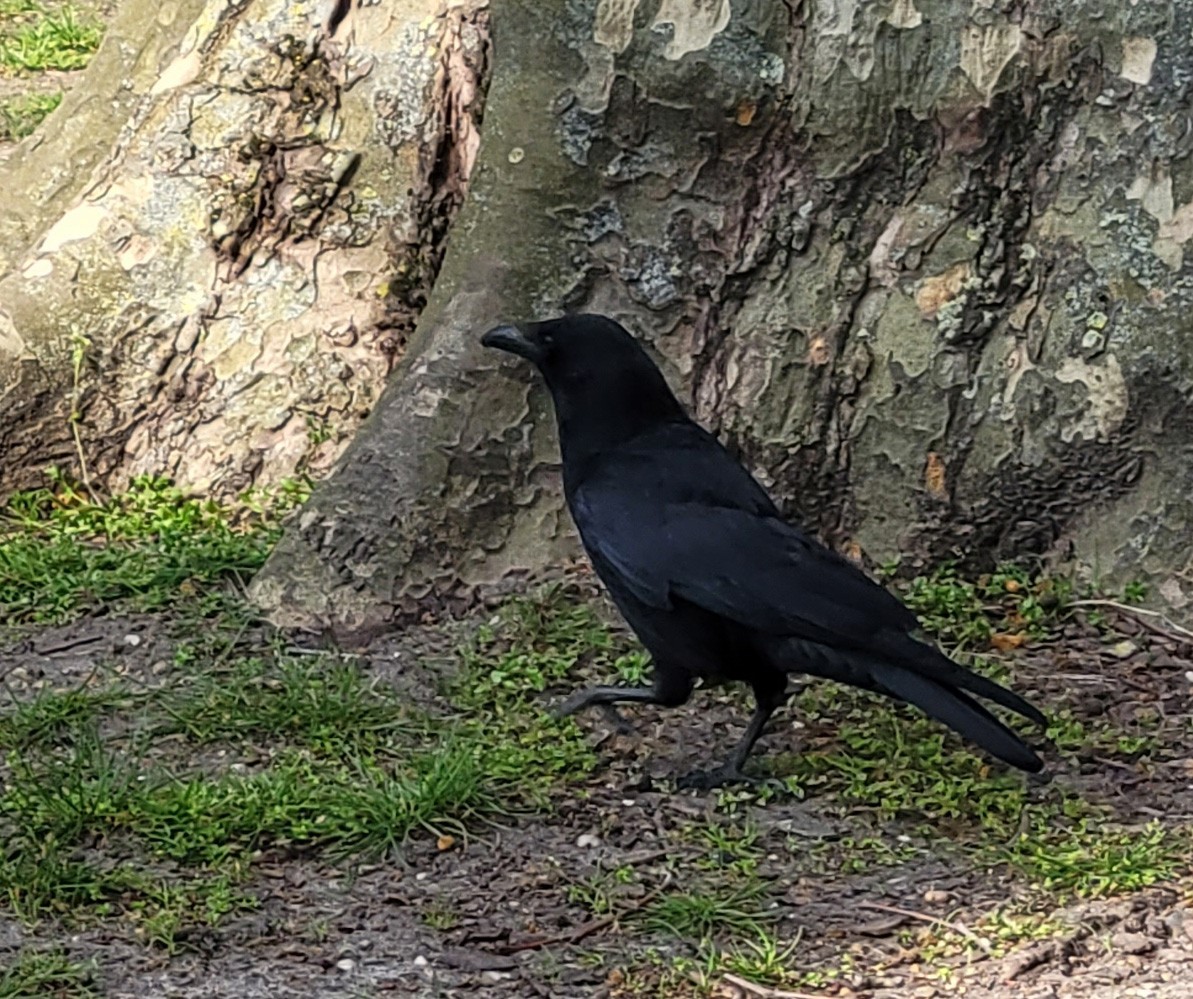 Carrion Crow - Eric Crockwell