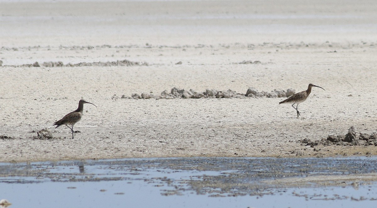 Eurasian Curlew - Miguel García