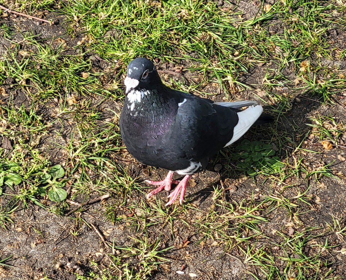 Rock Pigeon (Feral Pigeon) - Eric Crockwell