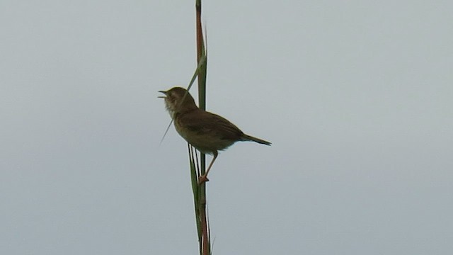 Teke Cisticola (undescribed form) - ML566076821