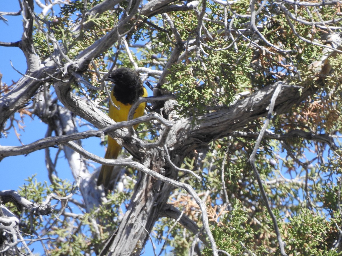 Oriole jaune-verdâtre - ML566077161