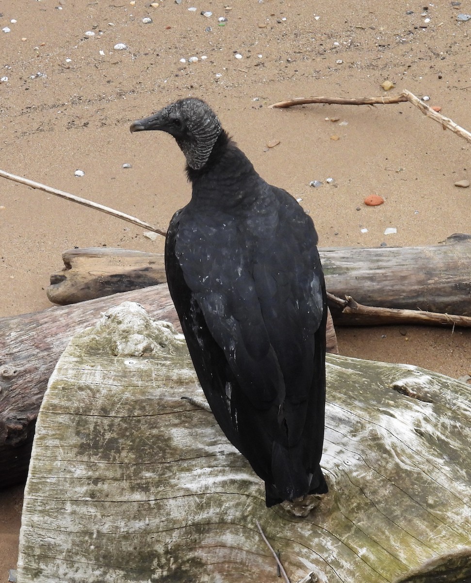 Black Vulture - ML566077451