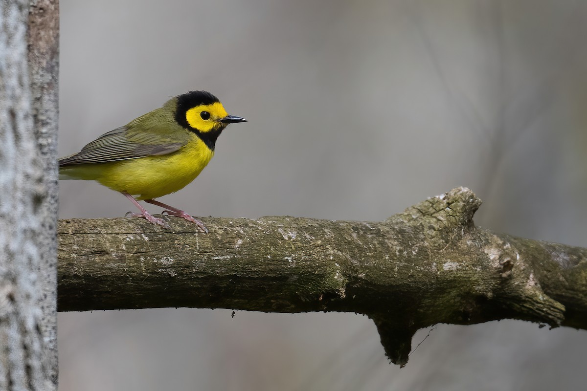 Hooded Warbler - ML566078351