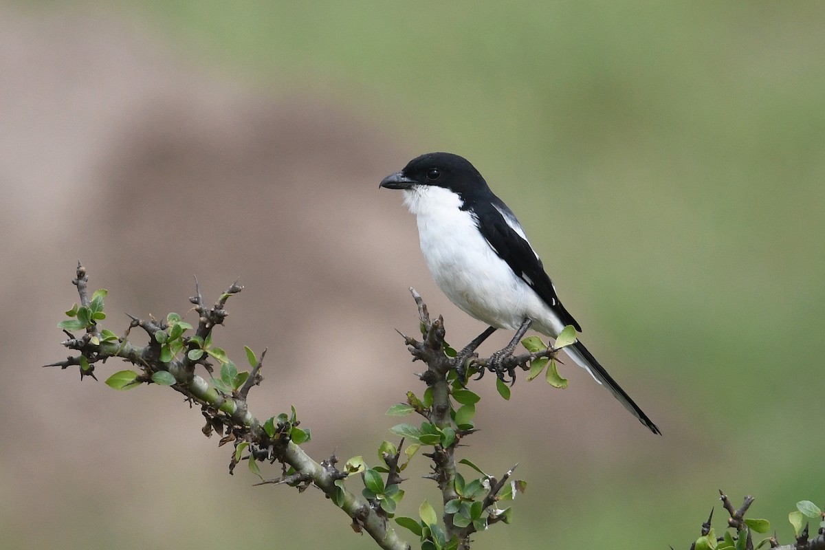 Somali Fiscal - Andreas Deissner