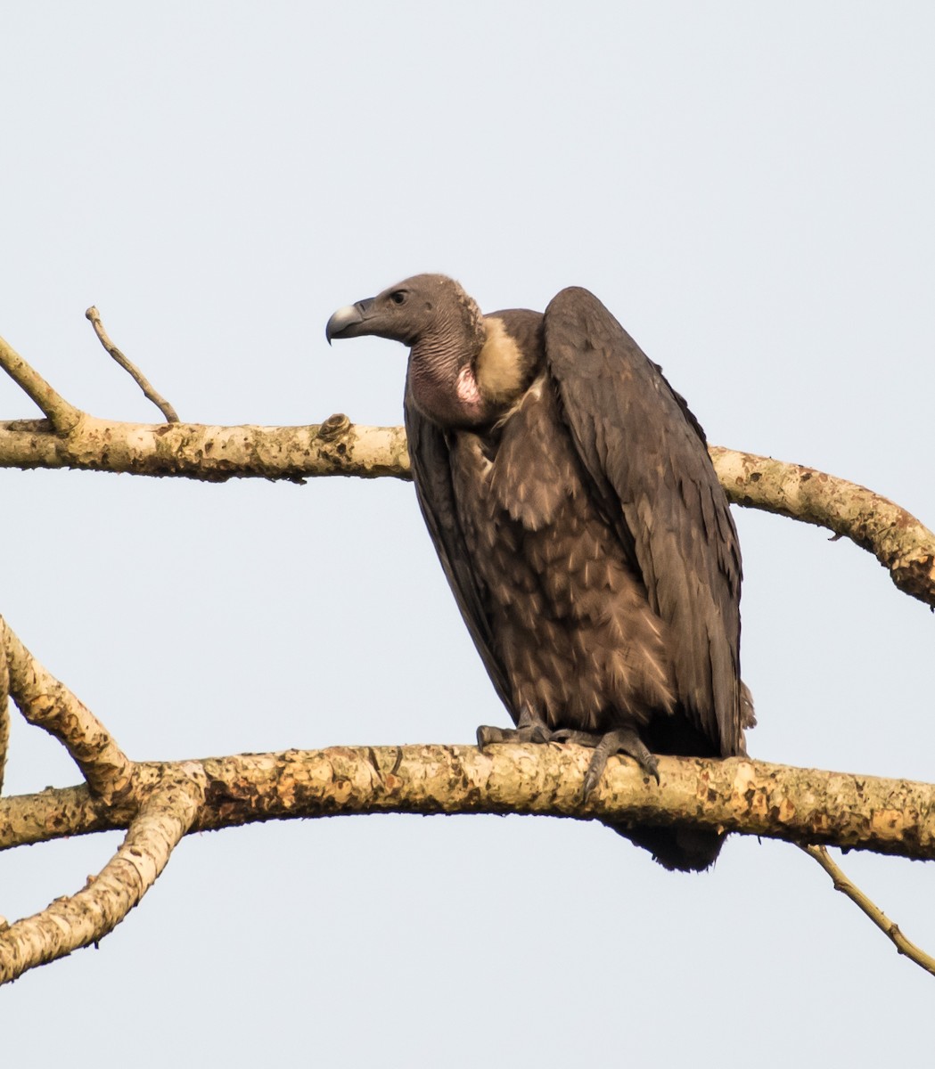 Slender-billed Vulture - ML566079711