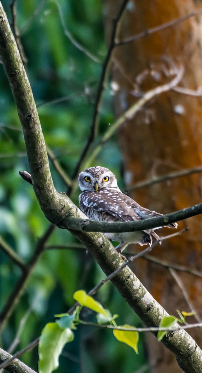 Spotted Owlet - ML566079961