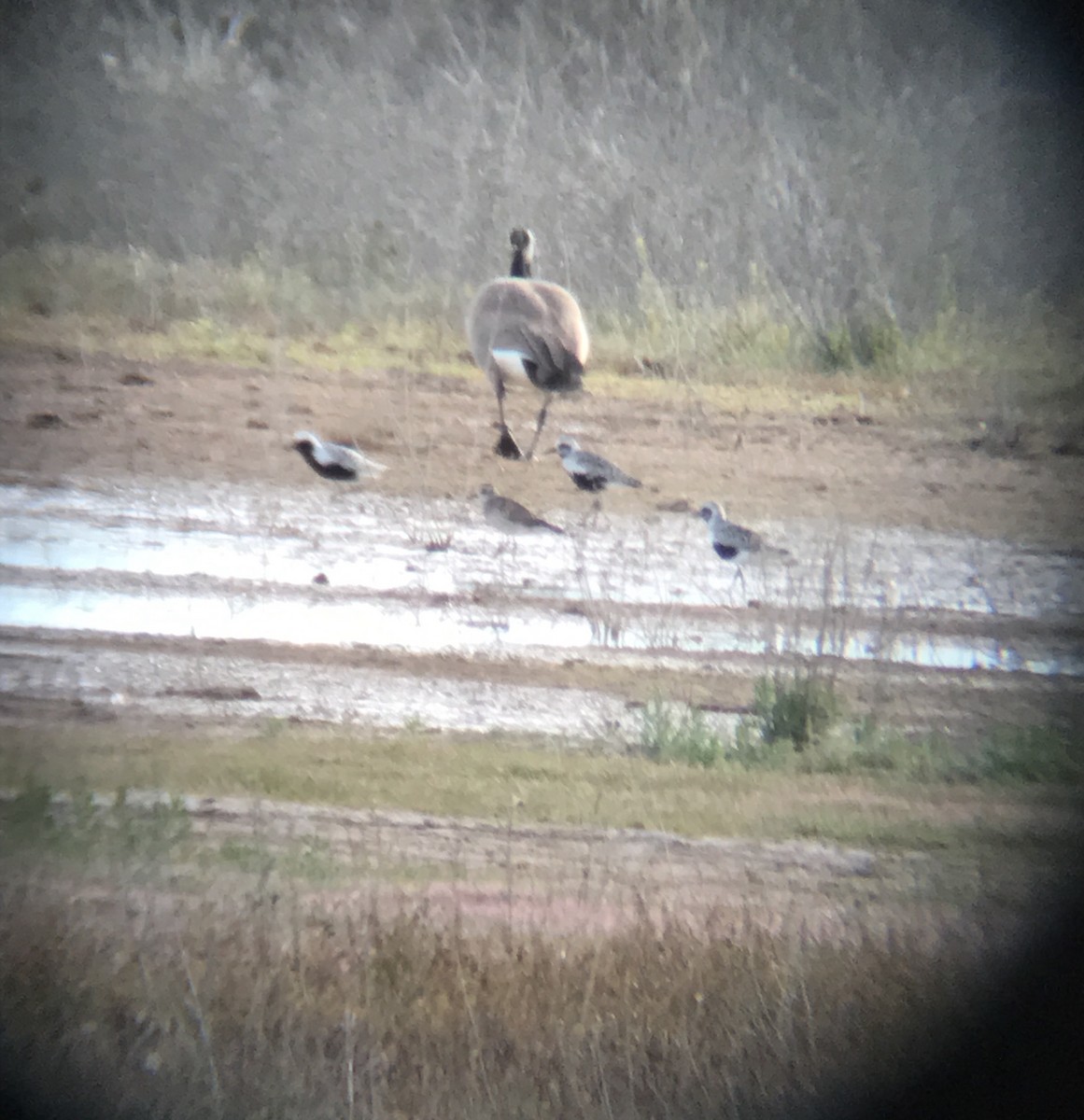 Black-bellied Plover - ML56608061