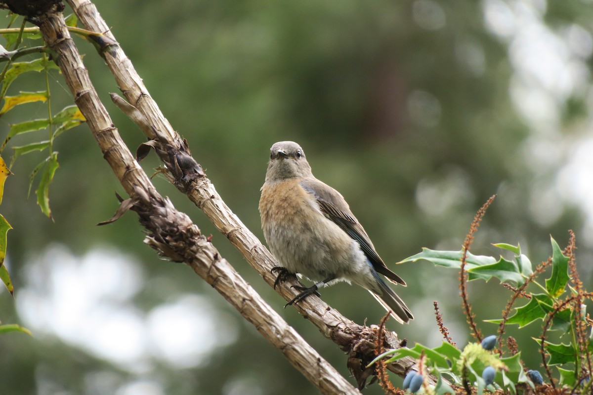 Western Bluebird - ML566080711