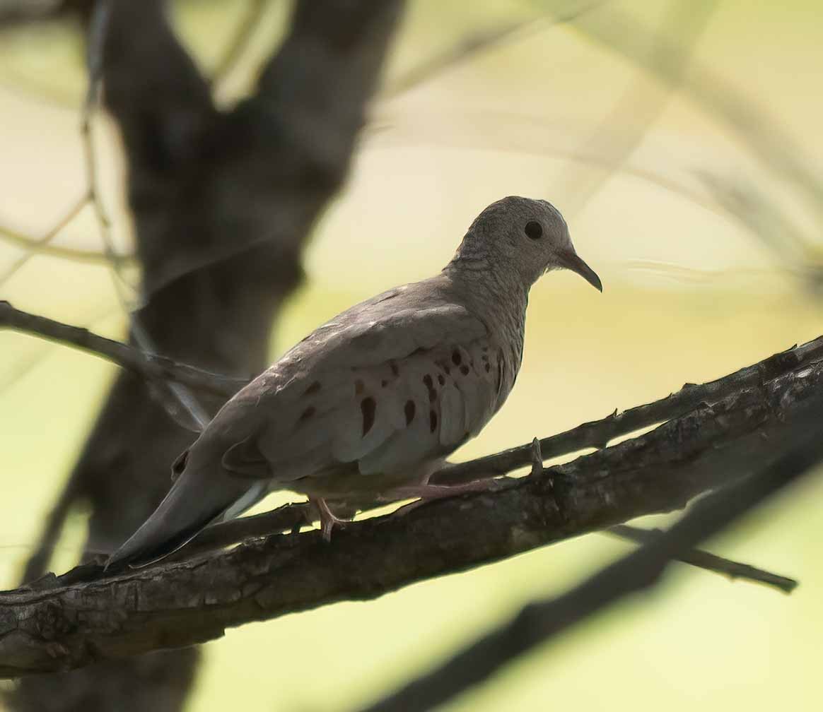 Common Ground Dove - ML566081161