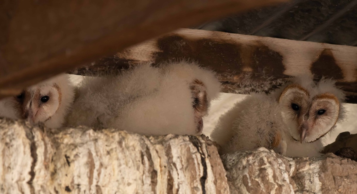 Barn Owl - Gordon Karre