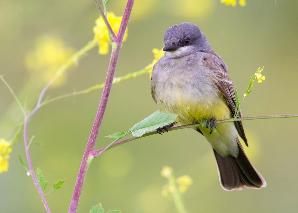 Cassin's Kingbird - ML566081501