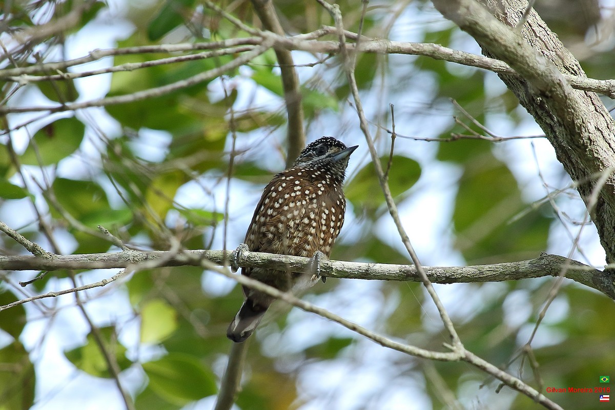 Spotted Piculet - ML566081701