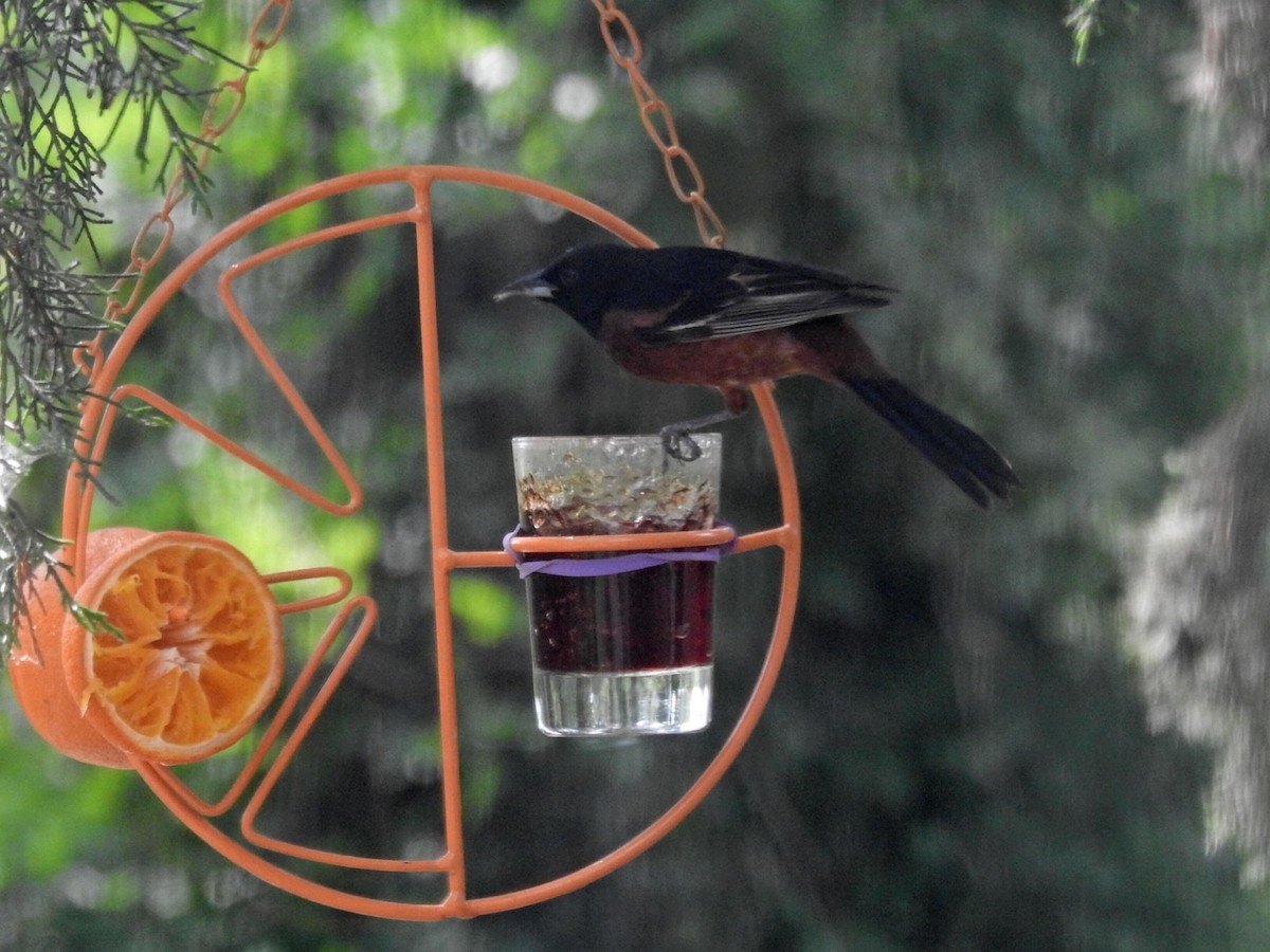 Orchard Oriole - ML566081711