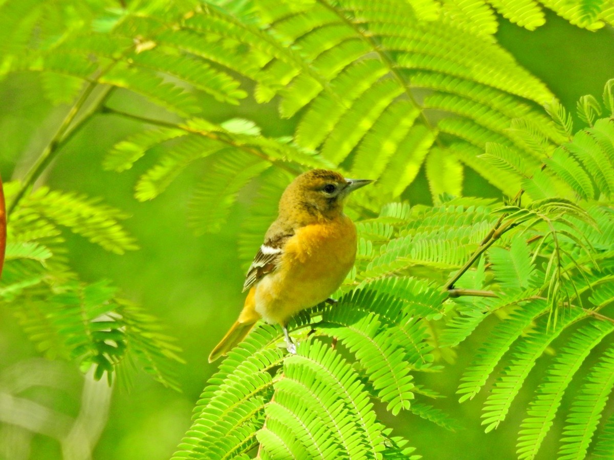 Baltimore Oriole - ML566081821