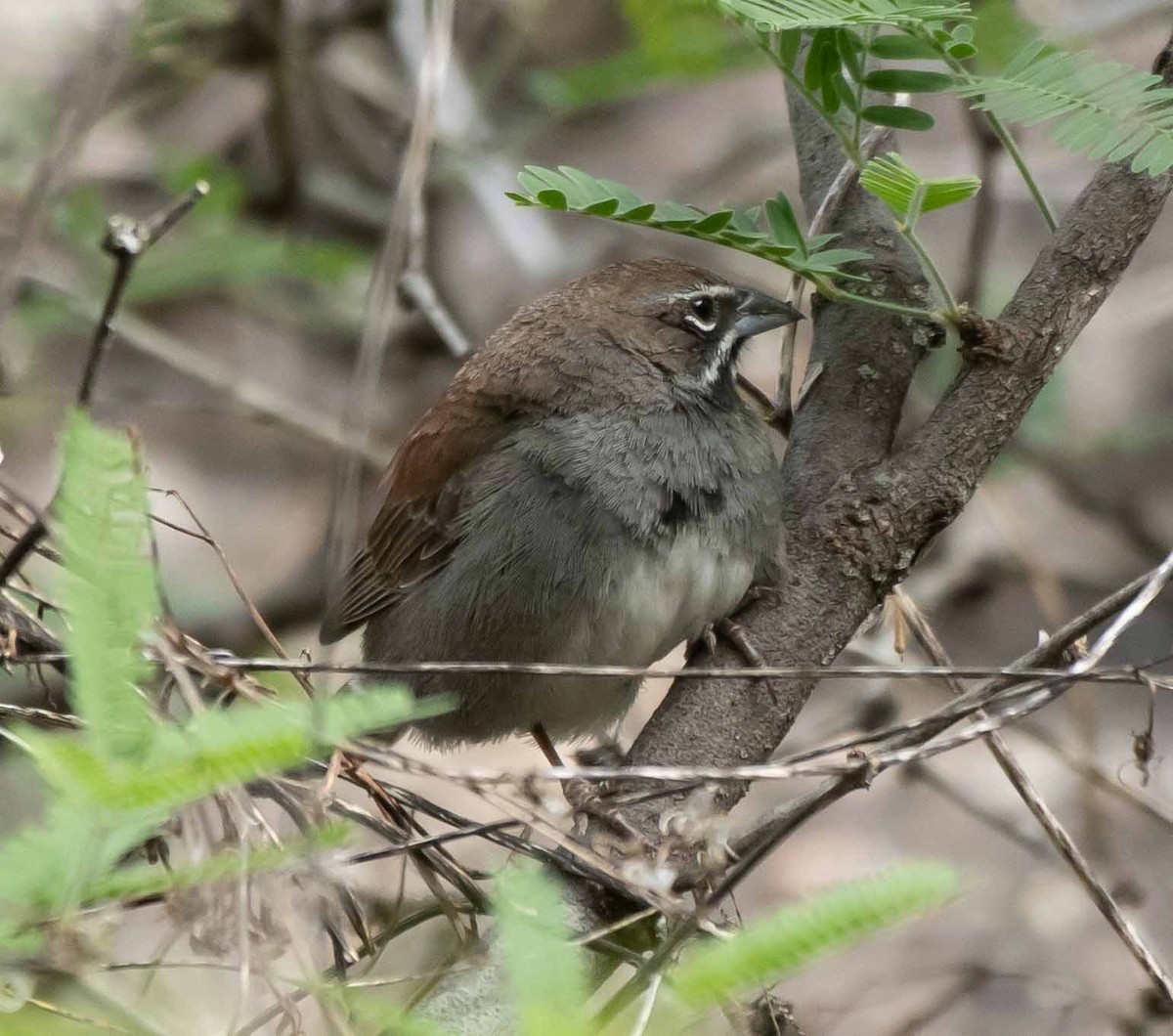 Five-striped Sparrow - ML566081931