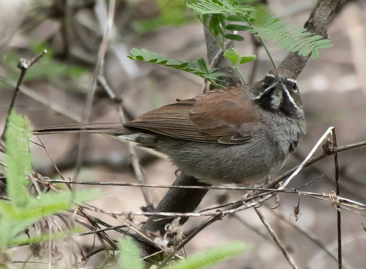 Five-striped Sparrow - ML566081941