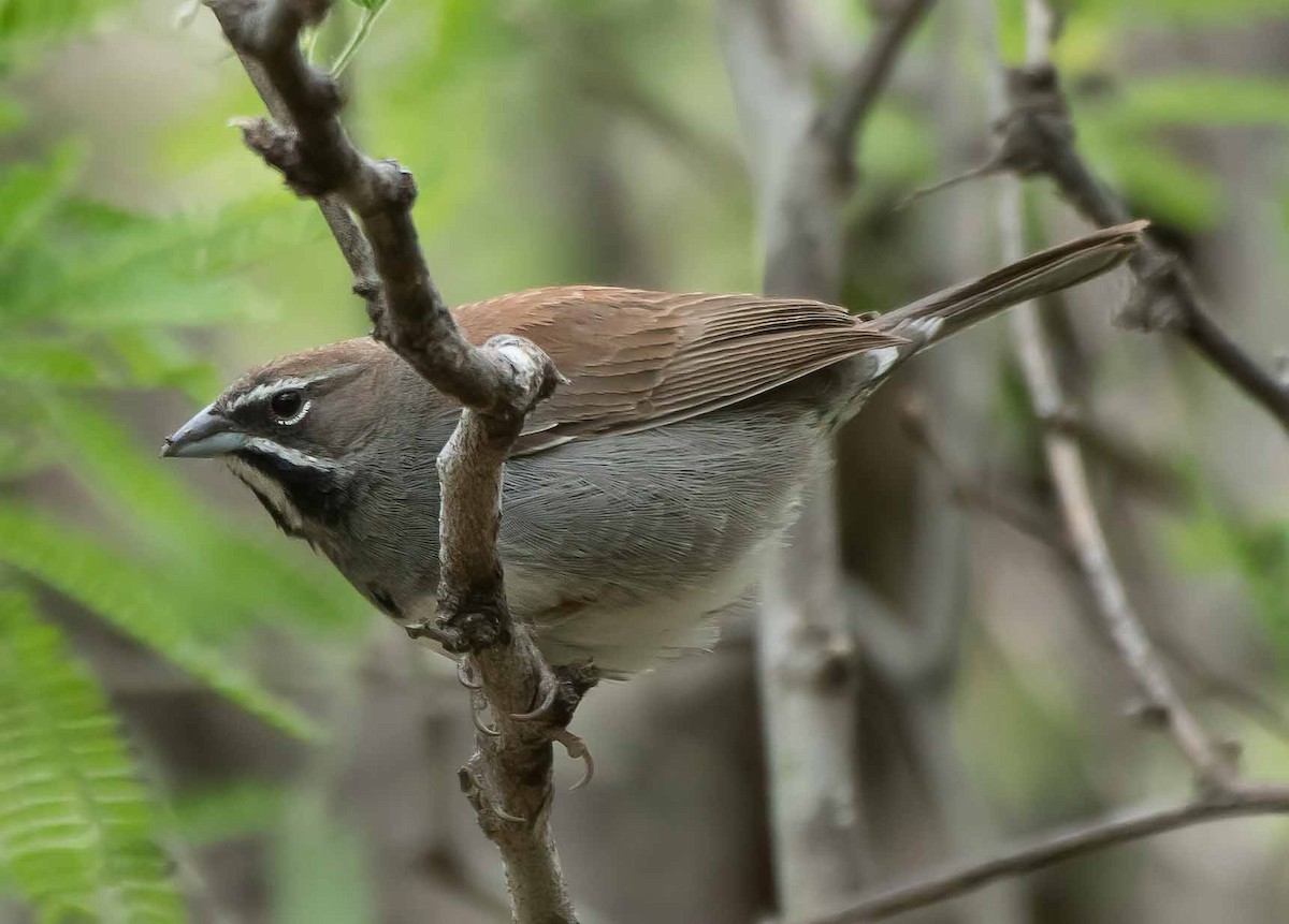 Five-striped Sparrow - ML566081951