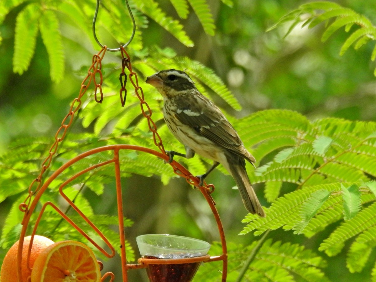 Rose-breasted Grosbeak - ML566082081