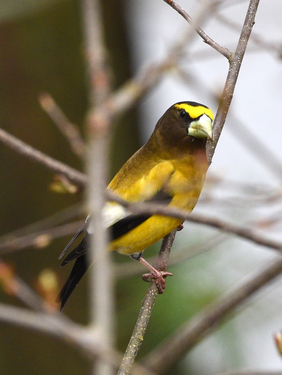 Evening Grosbeak - Wendy Hill